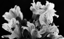 2023河北单招落榜考生基础差怎么复习高考?