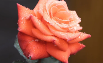 24年将是史上最严峻的一届高考!