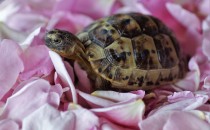 单招和统招有哪些区别?单招的学校会比统招的差吗?单招有什么弊端?