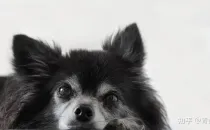 25年准备走单招,请问应该什么时候开始准备?