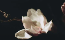 25年河北单招是否推荐报机构?报机构的优势有哪些?